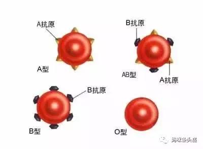 abo溶血,abo溶血，深入解析與定義的新視角,平衡策略實施_云版81.94.33