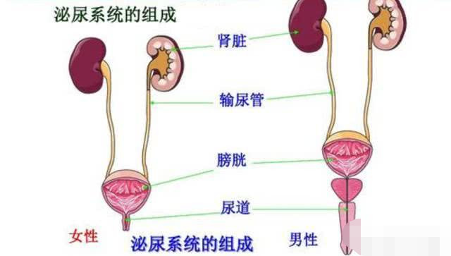 尿路感染的癥狀女