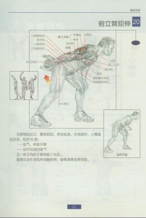 肱二頭肌鍛煉方法圖解