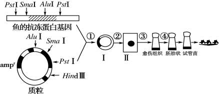 支抗釘?shù)淖饔脠D片