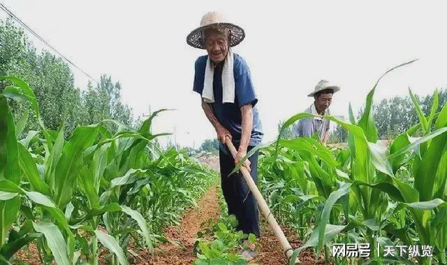 種植中草藥國(guó)家政策怎么補(bǔ)貼,中草藥種植的國(guó)家政策補(bǔ)貼與前沿分析解析,安全性計(jì)劃解析_桌面款76.86.61