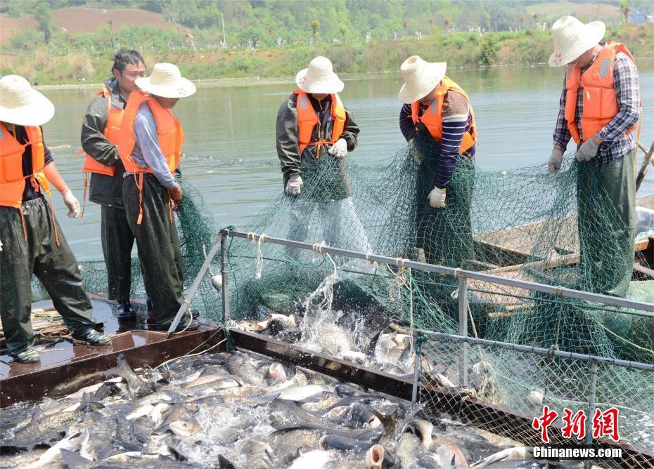 漁民捕獲大青魚王笑開花